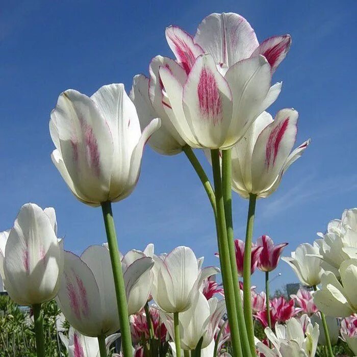 Тюльпан многоцветковый Кэнди клаб. Тюльпан Грейсленд. Тюльпан многоцветковый Грейсленд. Тюльпан Антуанетта многоцветковый.