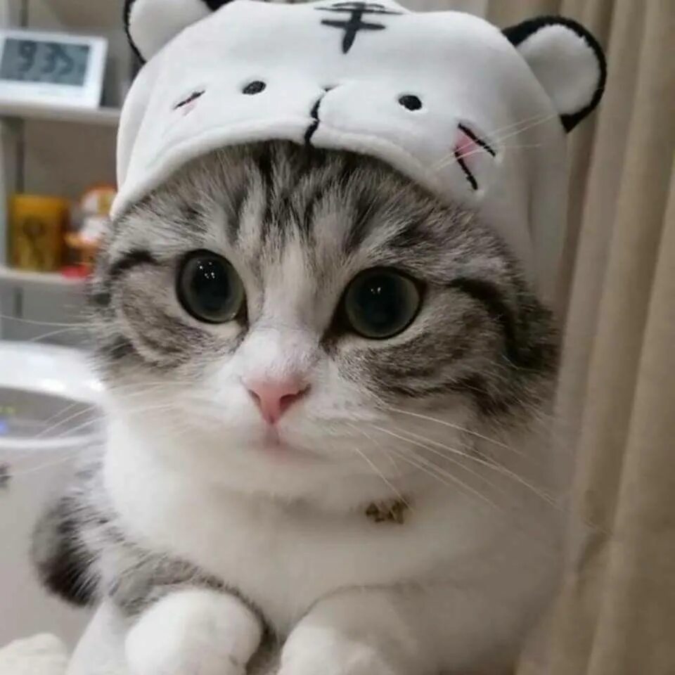 Смешной кот ватсап. Милый кот. милый кот в шапочке. няшный котик в шапочке.