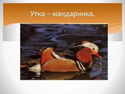 Утка мандаринка описание кратко