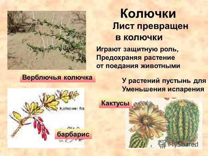 Метаморфозы побега надземные и подземные таблица. Функции видоизмененных растений. Сочные видоизмененные побеги. Биология 6 таблица видоизменения корня. Клубень подземный побег строение.