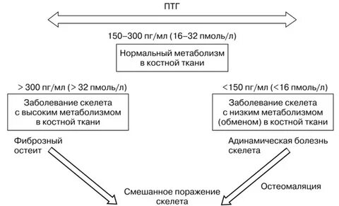 Особенности метаболизма костной ткани