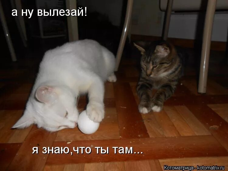 Кошачий стригущий лишай. Анекдоты о котах смешные с иллюстрациями. Ещё немного ещё чуть-чуть картинки прикольные с надписями. Немного вылезть. Кошачье свидание.