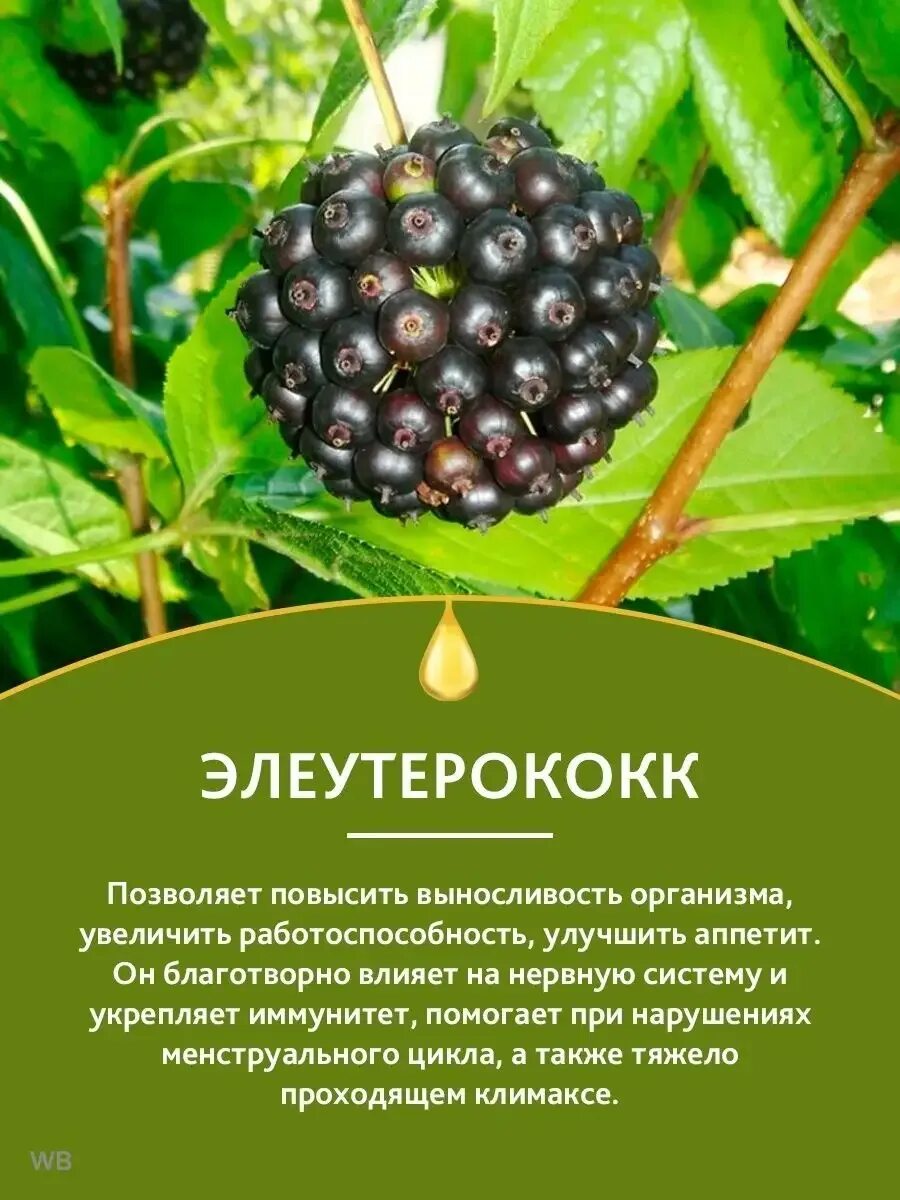 Элеутерококк для женщин. Элеутерококк. Элеутерококк колючий. Элеутерококк растение. Элеутерококк Дальневосточный.