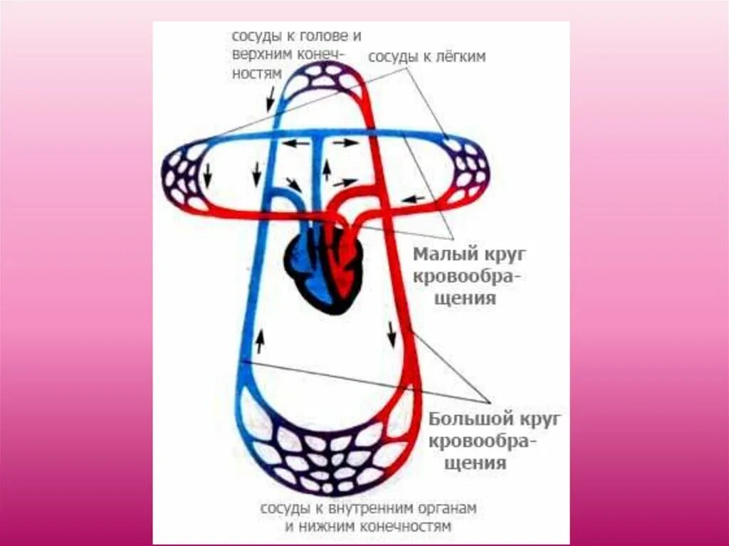 Круги кровообращения человека схема. Сосуды малого круга кровообращения схема. Малый и большой круг кровообращения человека. Малый круг кровообращения человека схема.