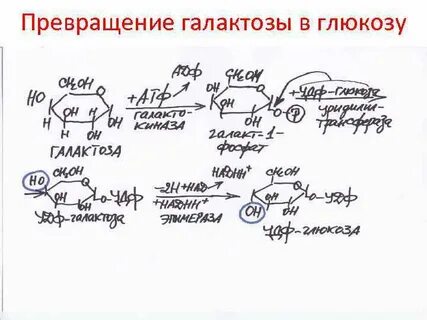 Фруктоза превращается в глюкозу в печени