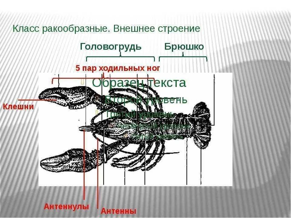 Пять пар ходильных ног. 5 пар ходильных ног у ракообразных. внешнее строение ракообразных таблица. строение головогруди ракообразных. класс ракообразные внешнее строение.