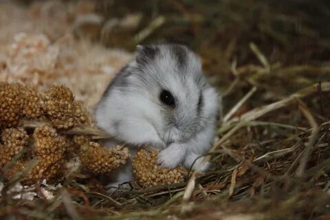 Мохноногие хомячки