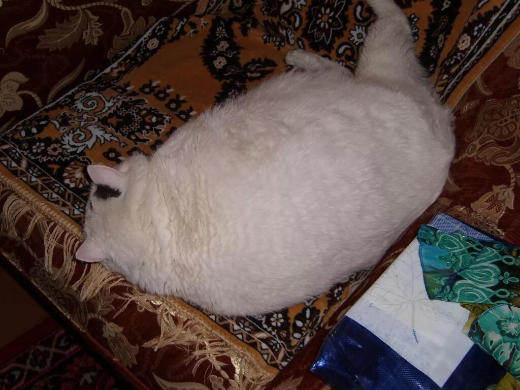 Толще белая. Толстый белый кот. Жирные белые коты. Толстые пушистые коты. Большой толстый пушистый кот.