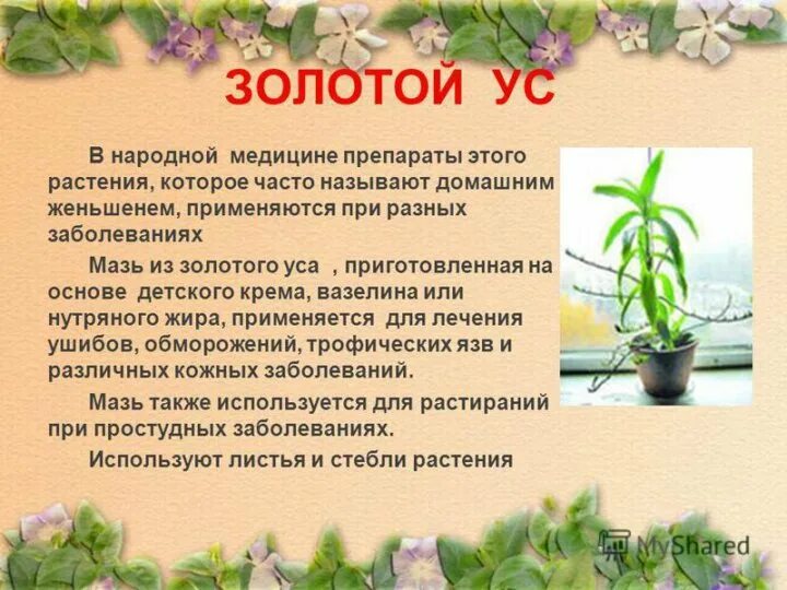 Золотой ус применение. Домашние растения золотой ус. Золотой ус лекарственное растение. Растения золотой ус применяется.