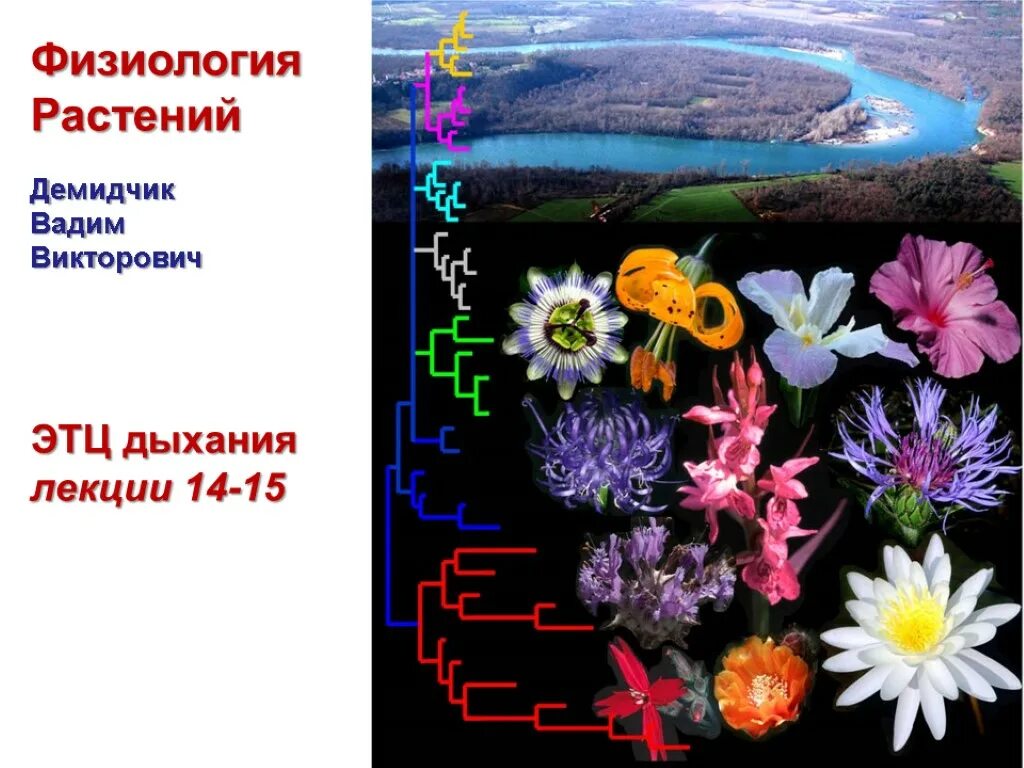 Процессы физиологии растений. Физиология растений. физиология растений картинки. физиология растений презентация. физиолог растений.