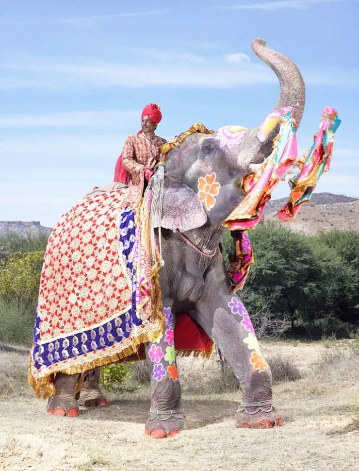 Фестиваль слонов — Джайпур, Индия. Индийский слон в Индии. Разрисованный слон Индия. Фестиваль слонов в Индии.