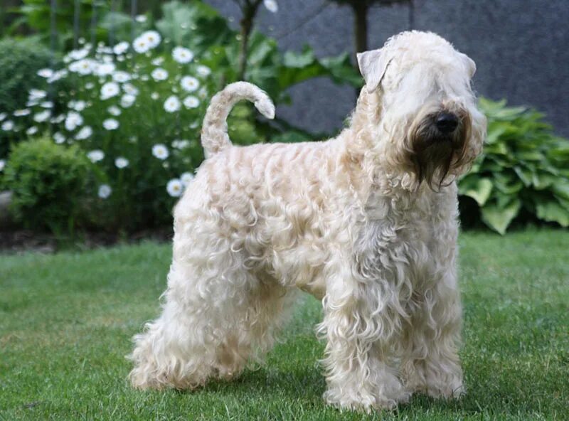 Ирландский пшеничный мягкошерстный мягкошёрстный терьер. Шотландский пшеничный мягкошерстный терьер. Мягкошерстный пшеничный терьер. Ирландский мягкошерстный терьер. Мягкошерстный пшеничный терьер.