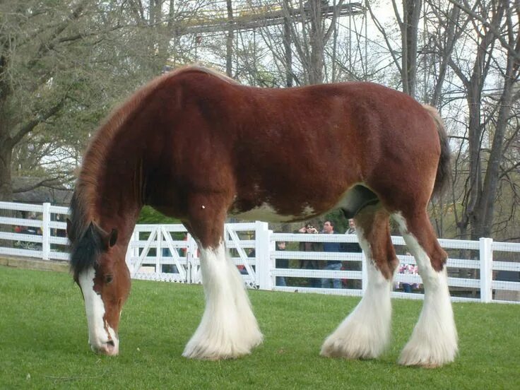 Clydesdale Horses, Clydesdale horses, Big horses