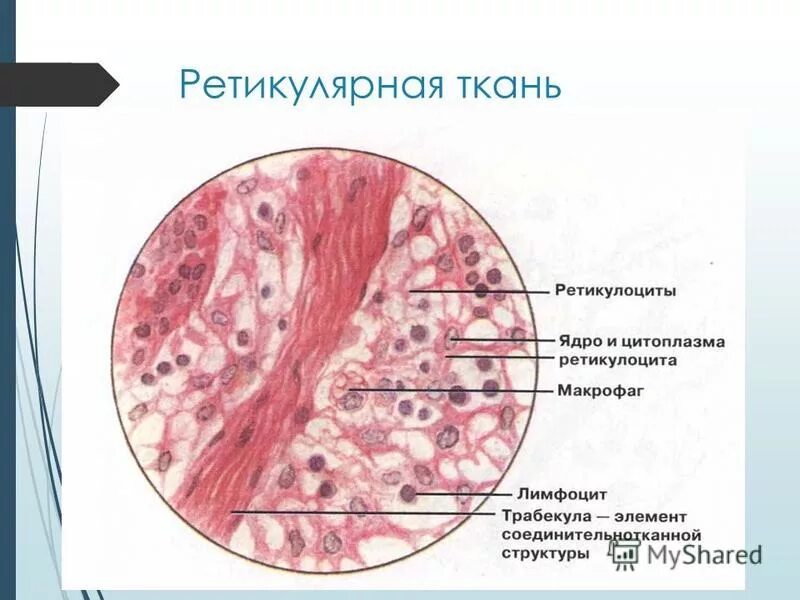 Тест по теме соединительная ткань. Тест по теме соединительная ткань. Рыхлая волокнистая неоформленная соединительная ткань рисунок. Тест по теме соединительная ткань. Соединительные ткани рыхлая волокнистая соединительная ткань.