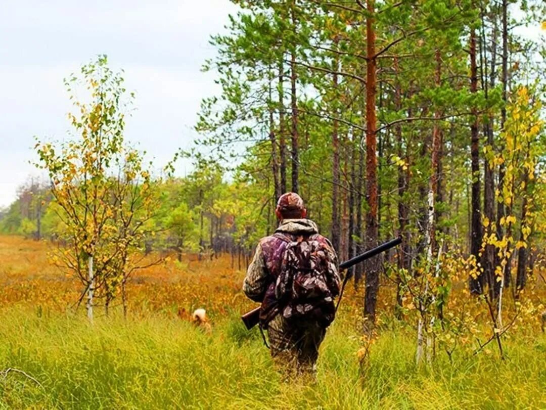 Правила охоты осенью. Охотник. Охотник в лесу. Охота осень. Охотничьи ресурсы.