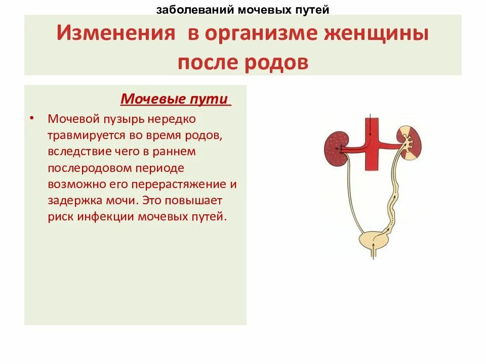 Изменение мочевыделительной системы в послеродовом периоде. Изменения в организме женщины в послеродовом периоде. Изменения в организме женщины после родов. Послеродовый период изменения в организме женщины.