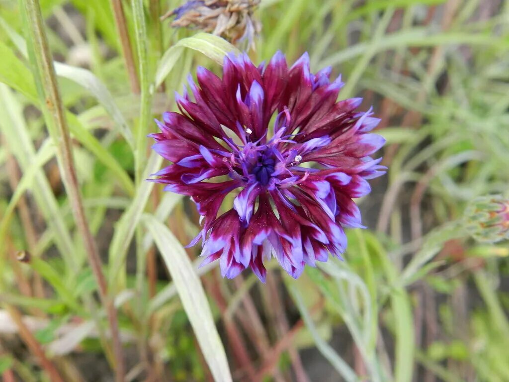 Василек сорта. Василёк Блэк бол. Василек горный (Centaurea Montana). Василек горный грандифлора. Василёк горный (цветки).