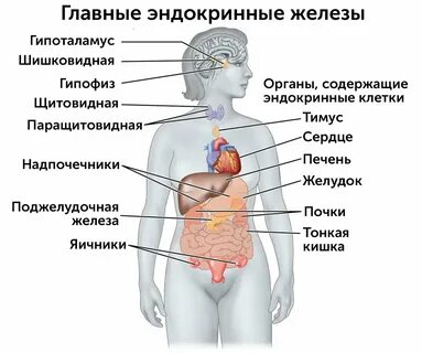 Эндокринная система человека анатомия