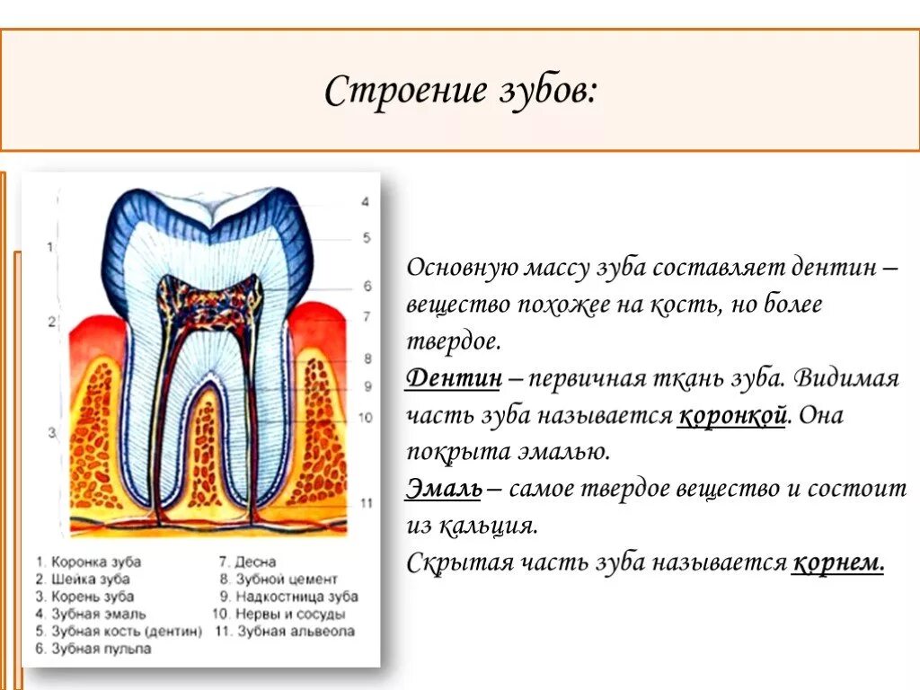 Зубы строение и функции. Строение зуба человека. Строение зуба анатомия. Зуб описание строение. Видимая часть зуба