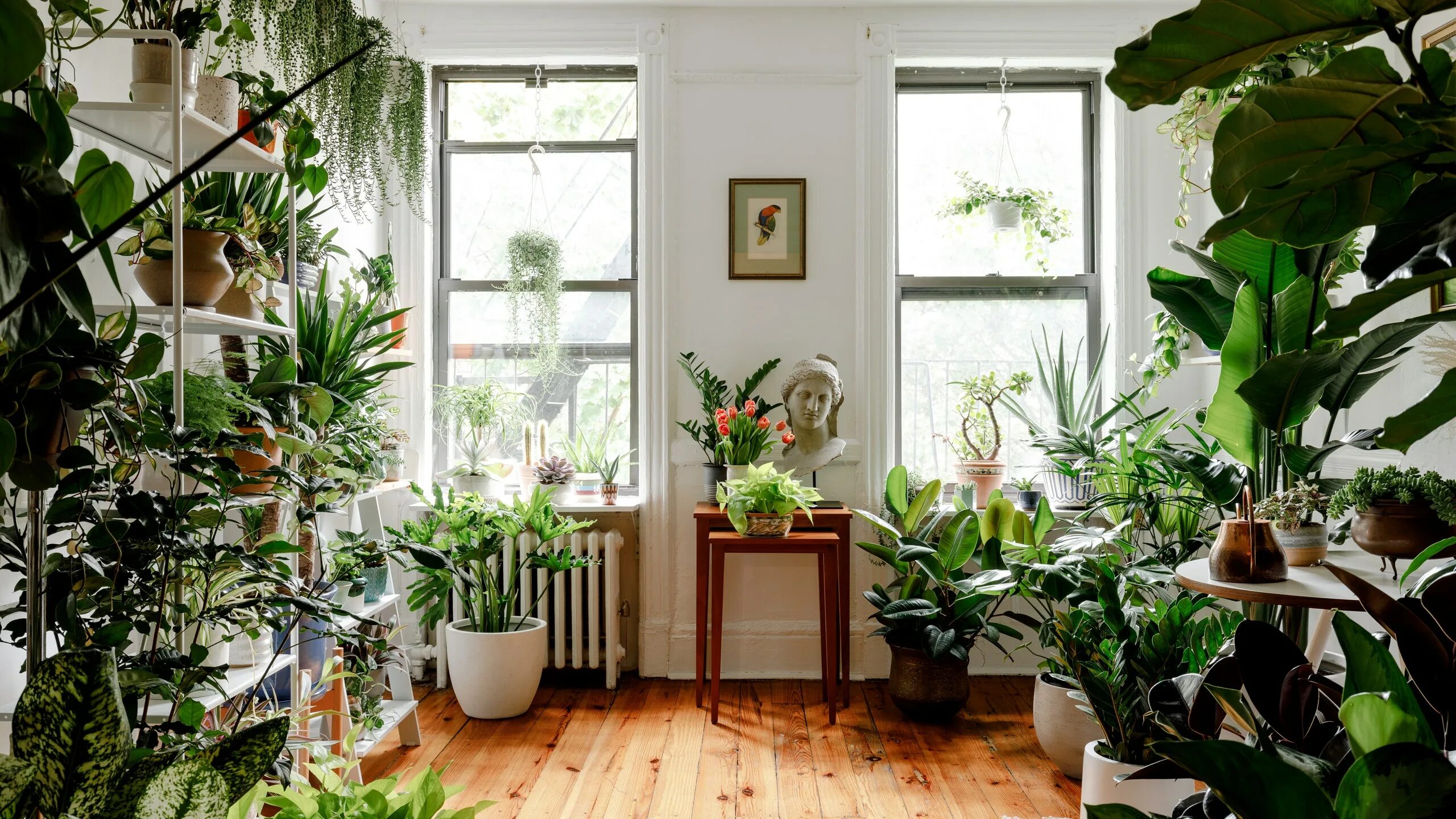 Indoor plants. Комната с растениями. Крупные растения в интерьере. Растения в квартире. Много растений в интерьере.