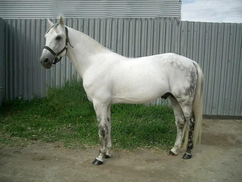 Horse dapple grey mare. Отзывы серой лошади. Серый ахалтекинец в яблоках. Отзывы серой лошади. Пегий орловский рысак.