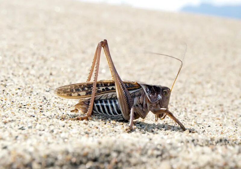 песчаные насекомые. песочные насекомые. песчаные насекомые. медведка обыкновенная личинка. песчаные насекомые.