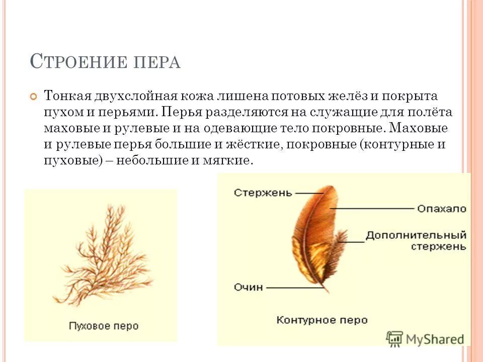 По строению перья бывают