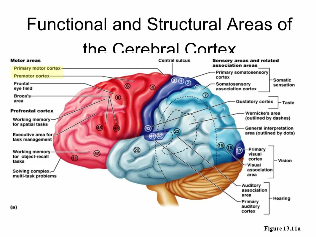 Церебральный Кортекс. Functional areas of the cerebral Cortex. Functional Brain areas. Motor Cortex function.