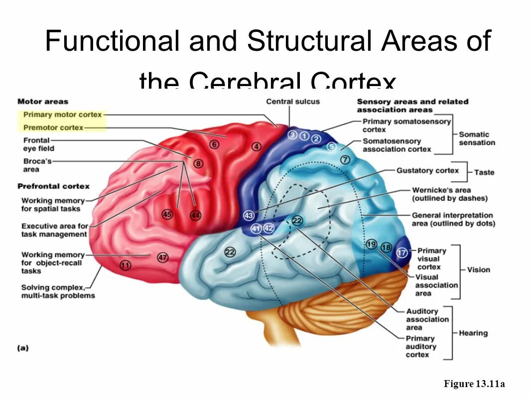 Head of function. Церебральный кортекс. functional areas of the cerebral cortex. functional brain areas. motor cortex function.