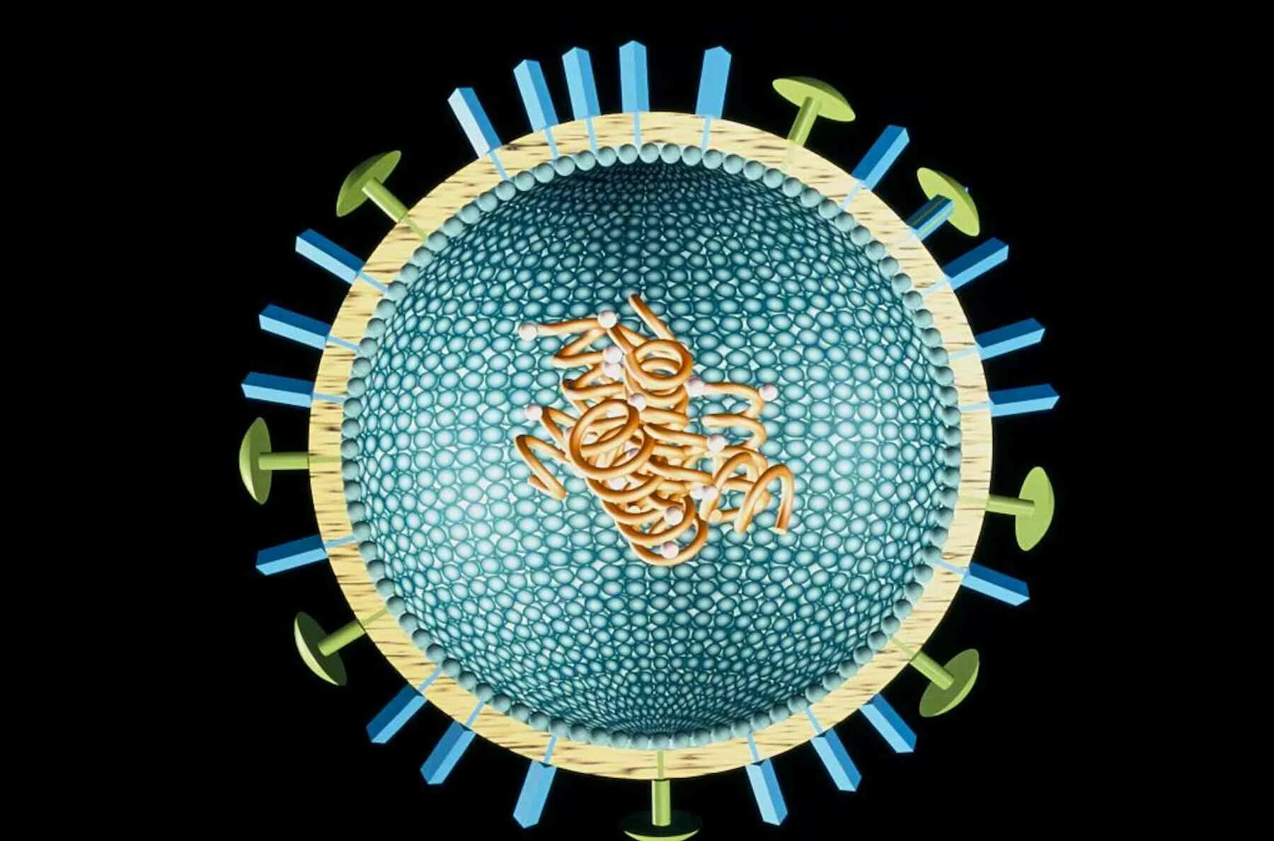 Flu virus