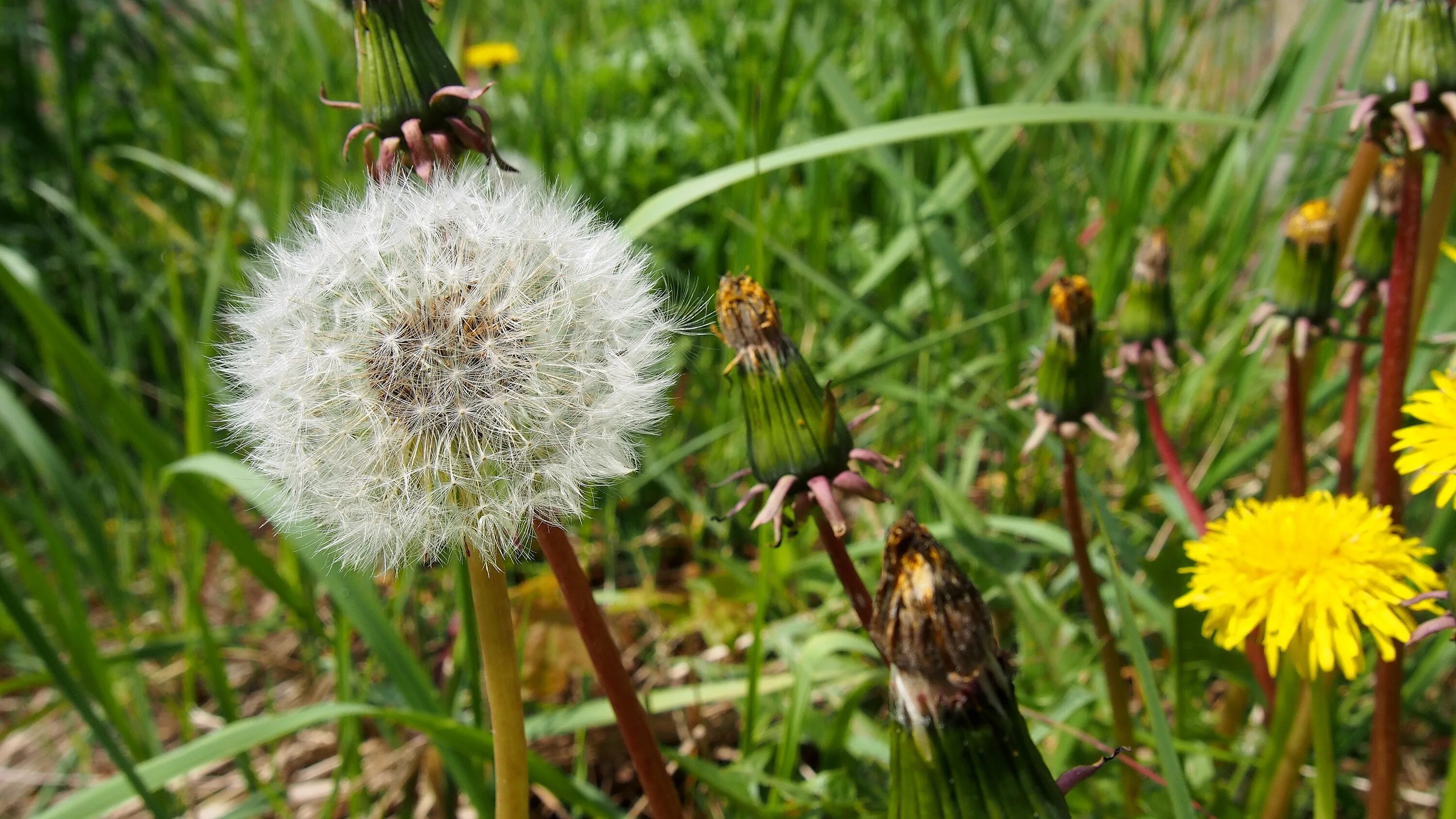 Одуванчик почвах растет. Осот огородный одуванчик. Осот огородный (Sonchus oleraceus). Осот полевой и одуванчик. Осот полевой пух.