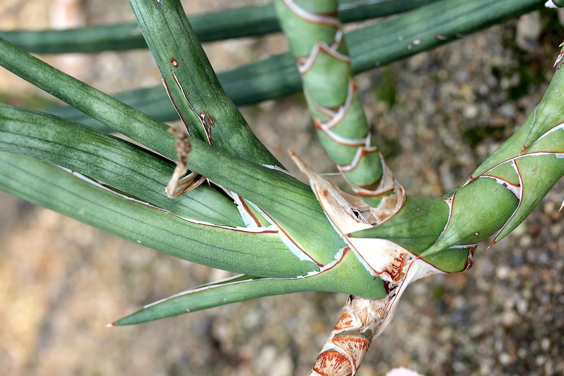 bogenhanf (sansevieria trifasciata "hahnii swirls") Flickr