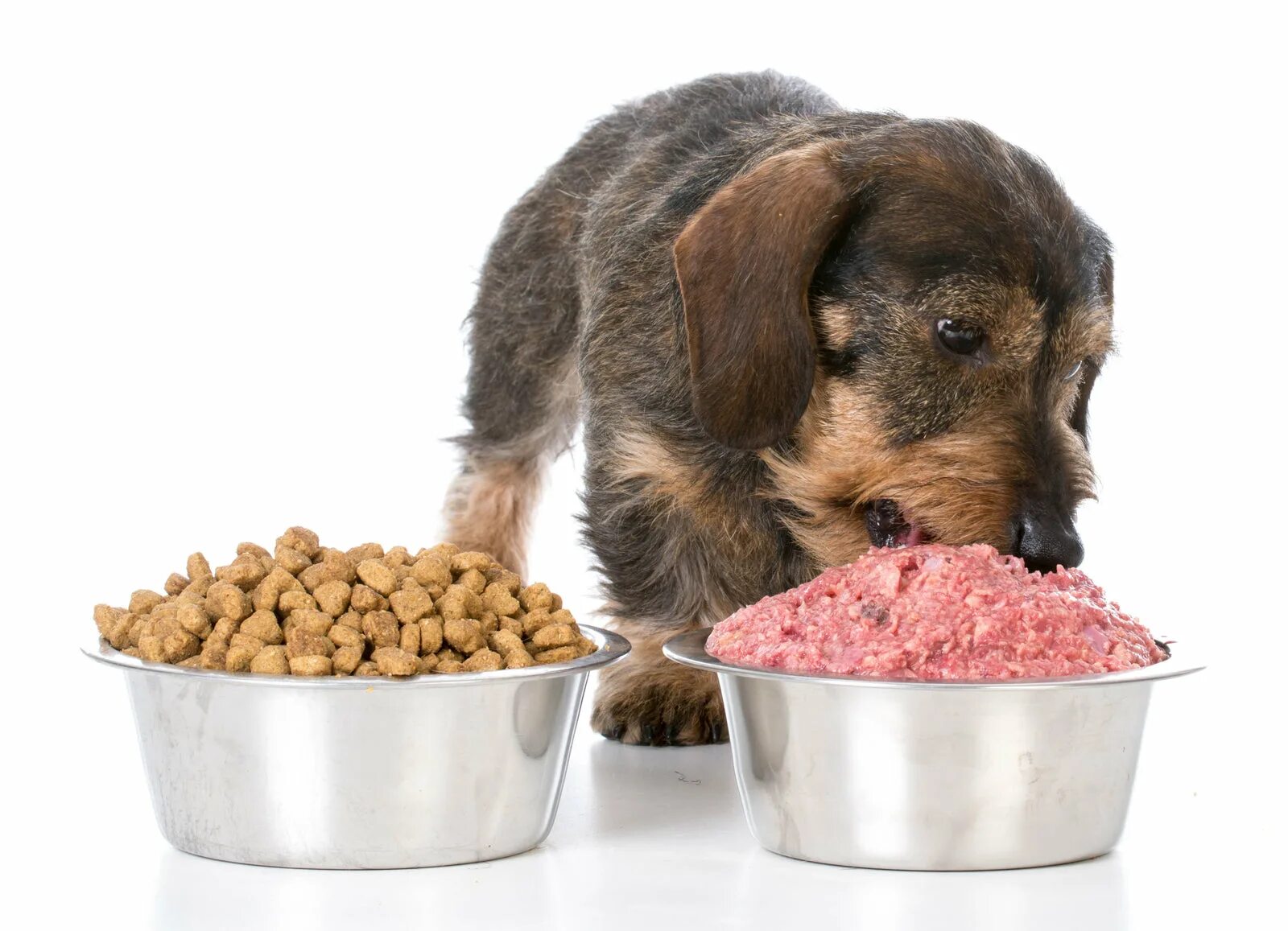 Дайте собакам мяса. Hatifood еда для собак. Реклама еды для собак. Еда для королевской собаке. Объемная еда собакам.