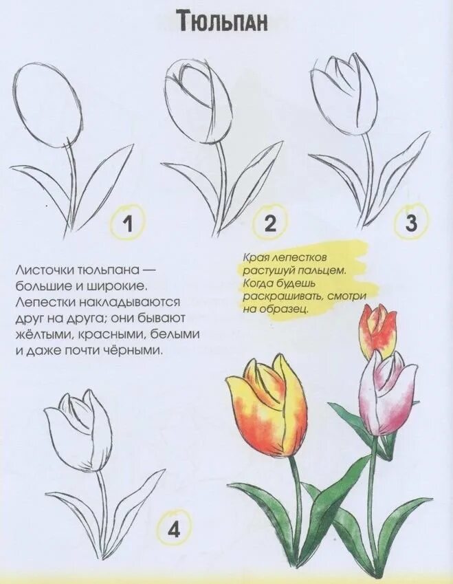 Как нарисовать тюльпан ребенку. Этапы рисования тюльпана. этапы рисования тюльпана для дошкольников. пошаговое рисование тюльпанов. поэтапный рисунок тюльпана.