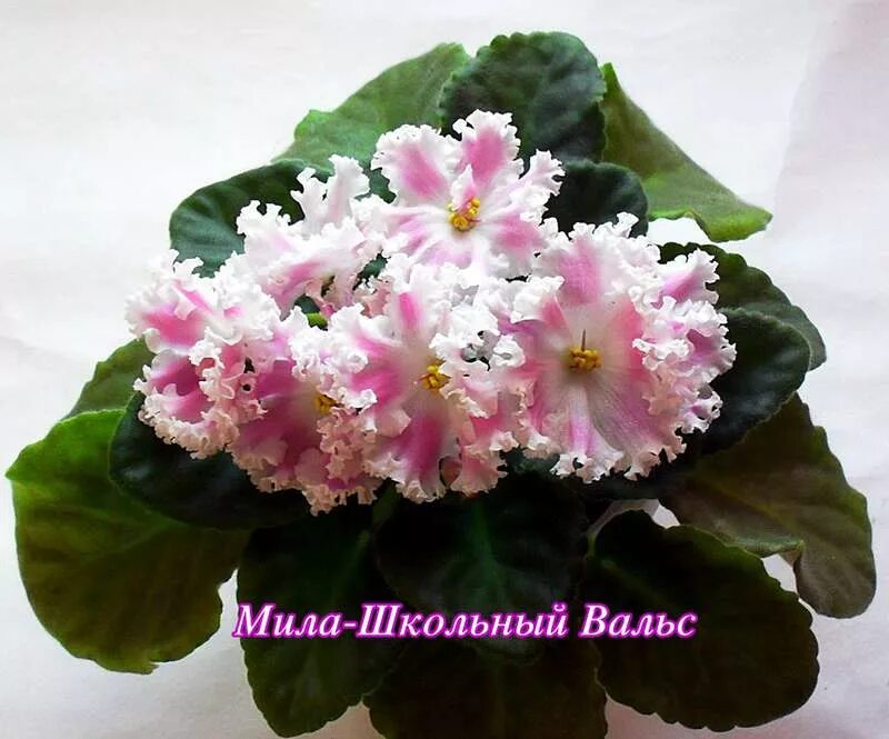 Фиалка ек севастопольский вальс. Сорт фиалки севастопольский вальс. Фиалка ек шанжан. Фиалка ек смешинка. Сенполия севастопольский вальс.