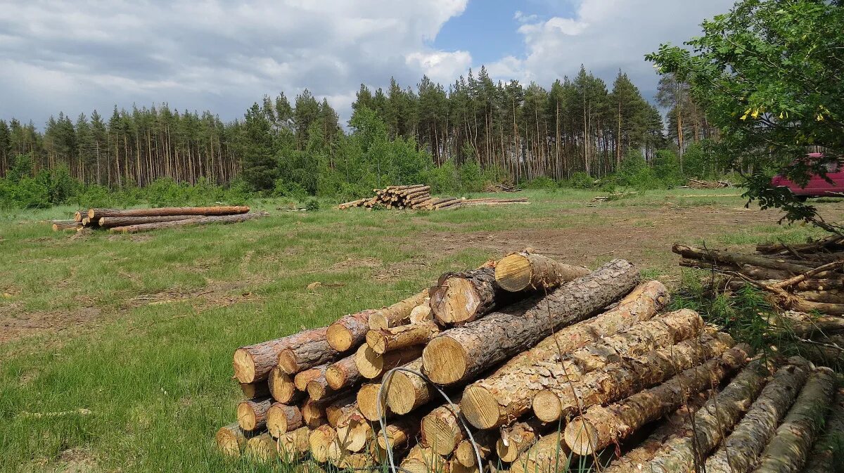 Где можно купить лес. Дубровинский лесхоз Мошковского района. Лесное хозяйство. Лесные промыслы Лесное хозяйство. Лесное хозяйство Германии.