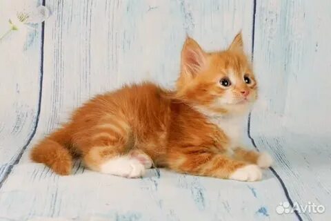 Авито рыжий котенок