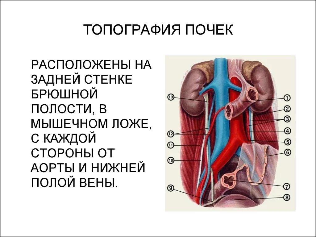 Синтопия мочеточника. Топография почки скелетотопия. Почка человека топографическая анатомия. Топография почек вид спереди. Топография почек синтопия.