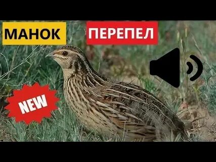 Голос самки раскатистая басовая