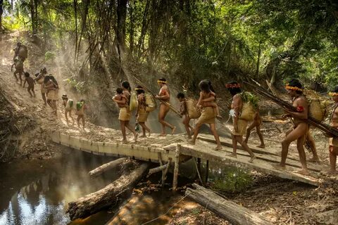 Tribu