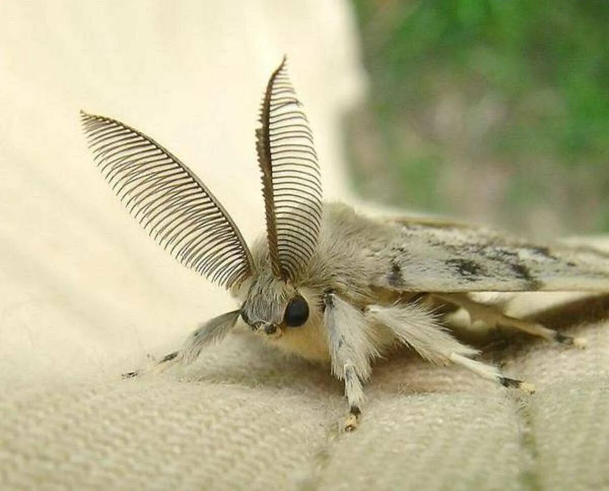 Шелко. Тутовый шелкопряд бабочка. Мотылек тутового шелкопряда. Сибирский шелкопряд. Тутовый шелкопряд насекомые.