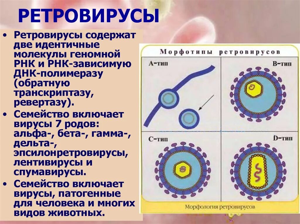 Геномные рнк. Семейство ретровирусов микробиология. Ретровирус лентивирус. Вирусы семейства Retroviridae. Ретровирусы микробиология.