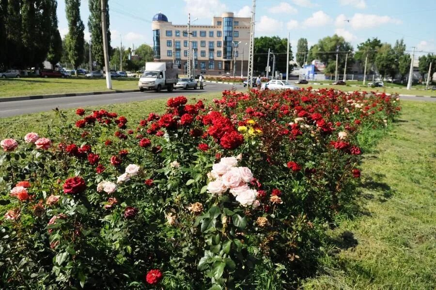 Купить розы в курске. Розарий Тирасполь. Аллея роз Белгород. Сад роз Белгород парк. Знаменитый розарий Тирасполя.