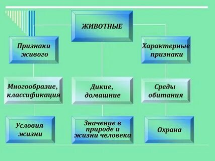 Особенности животных их признаки