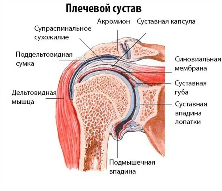 Выпот в полости коленного сустава. Син овальная мембрана плечевого сустава. Суставная капсула плечевого сустава анатомия. Поддельтовидная сумка плечевого сустава анатомия. Синовиальная мембрана капсулы плечевого сустава.