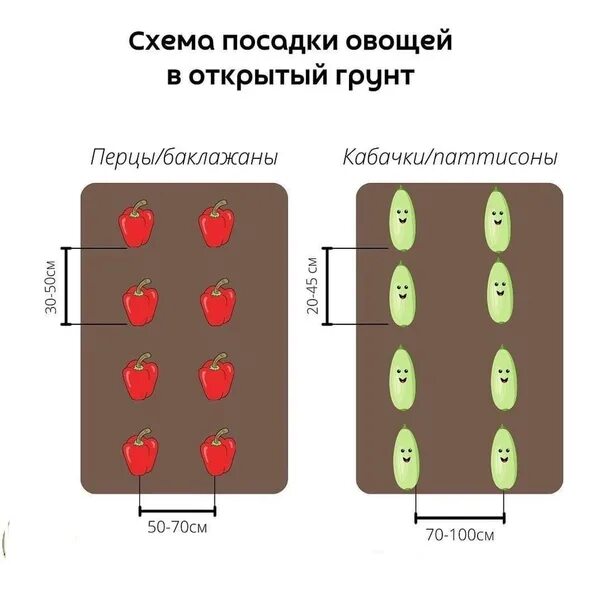 Какое расстояние помидор в открытом грунте. Схема высадки рассады перца в открытый грунт. Схема посадки перца в открытом грунте. Схема высадки перца в открытый грунт. Схема высадки рассады баклажан в открытый грунт.