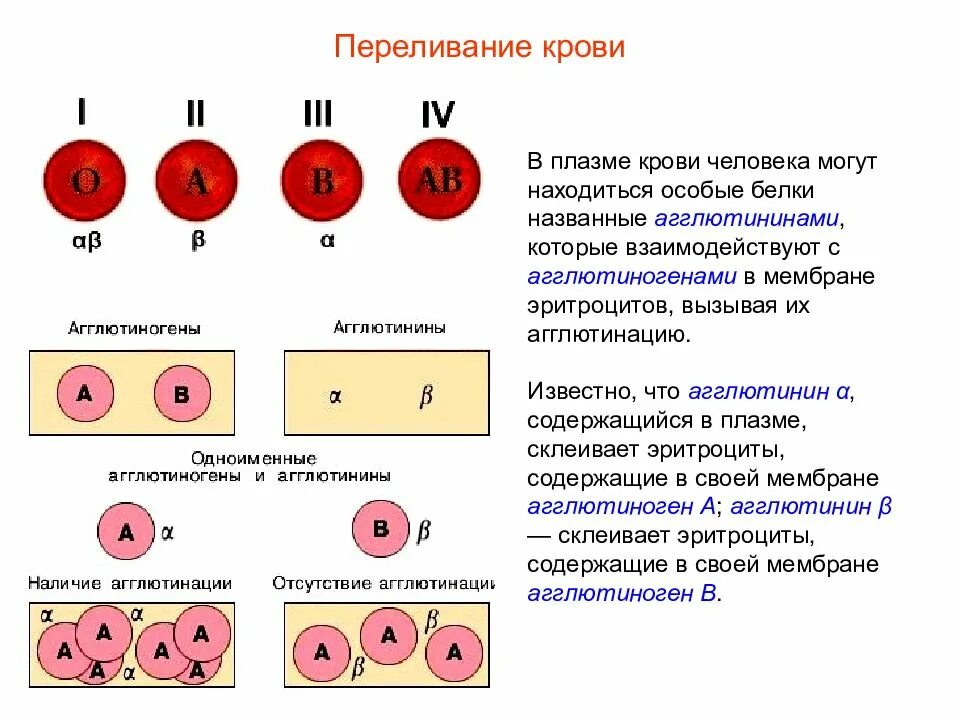 Сколько капель крови. Переливания плазмы крови по резусу. Агглютинины и агглютиногены крови агглютинация. Агглютиногены эритроцитов таблица. Переливание крови схема агглютинины.