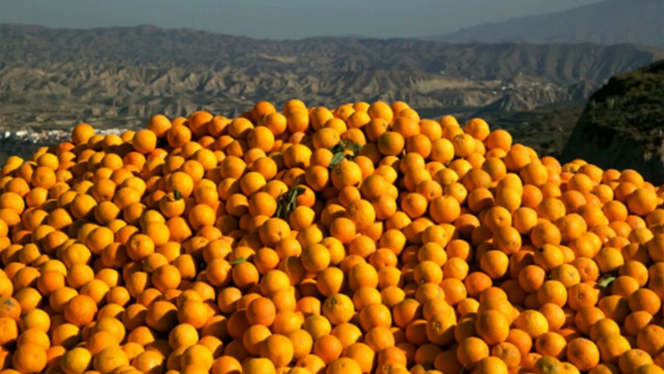 They like oranges. Греческие фрукты. Монако апельсины. Фрукт в Греции оранжевый. Ягода оранжевая с Греции.