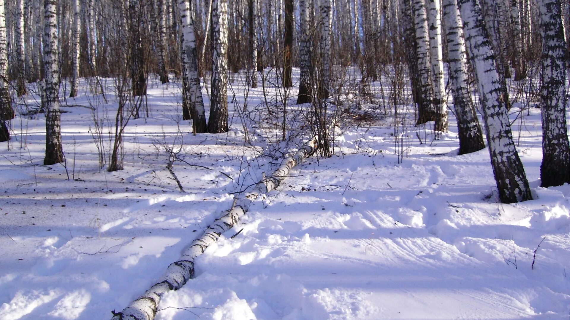 Бита в снегу