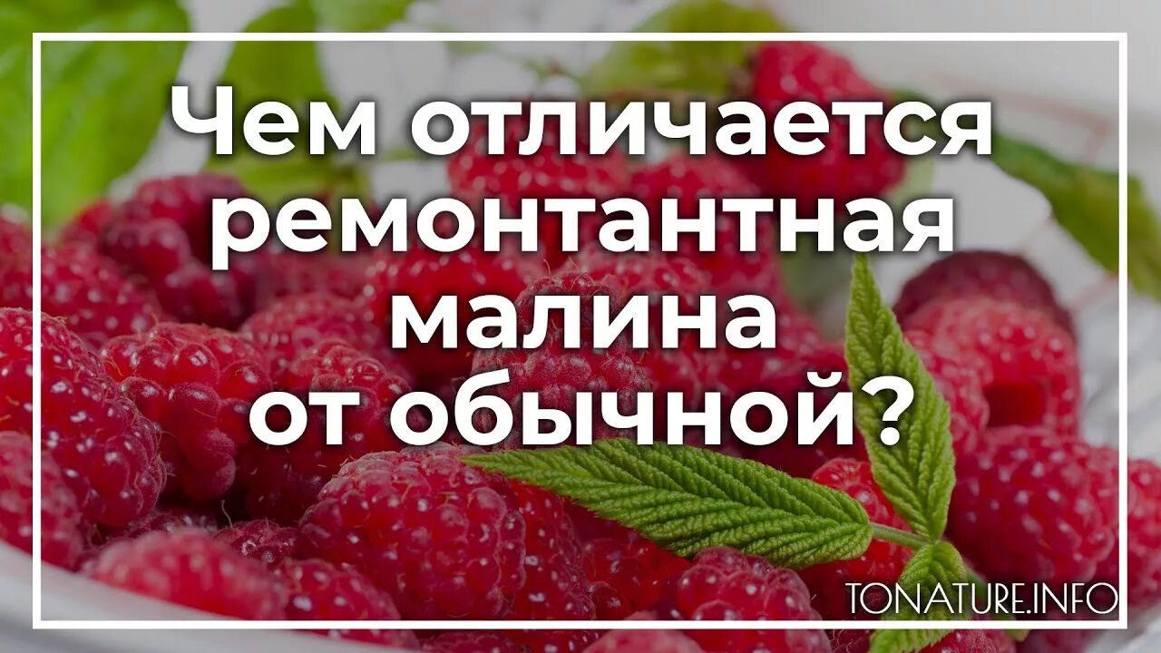 Ремонтантная малина что это значит. Отличие ремонтантной малины от обычной. Чем отличается ремонтантная малина от обычной. Ремонтантная малина и обычная отличия. Отличить ремонтантную малину от обычной по внешнему.